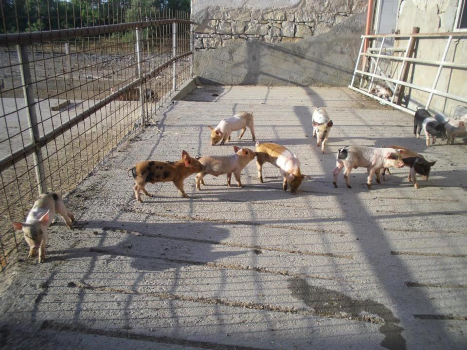 Agriturismo Agrifoglio San Giovanni Suèrgiu Eksteriør bilde