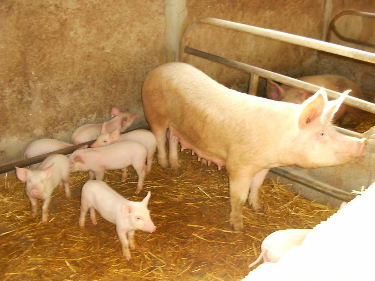 Agriturismo Agrifoglio San Giovanni Suèrgiu Eksteriør bilde