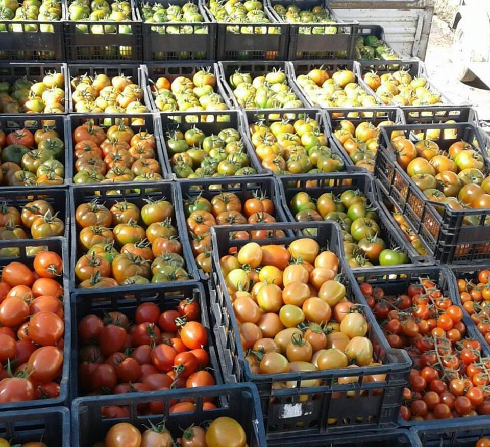 Agriturismo Agrifoglio San Giovanni Suèrgiu Eksteriør bilde