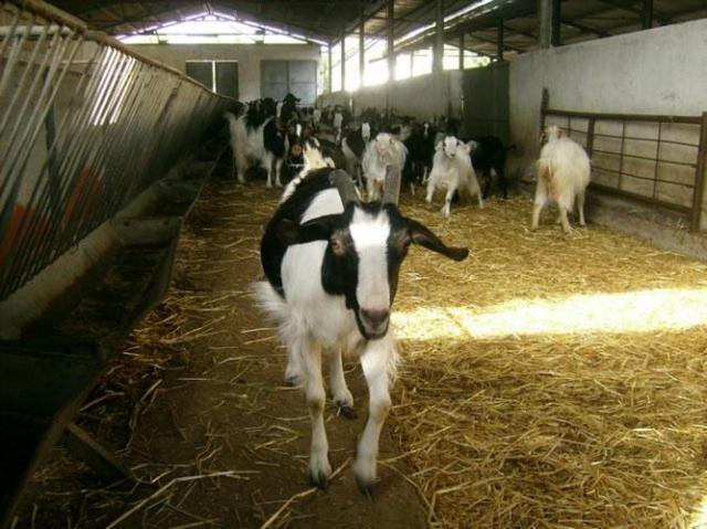 Agriturismo Agrifoglio San Giovanni Suèrgiu Eksteriør bilde