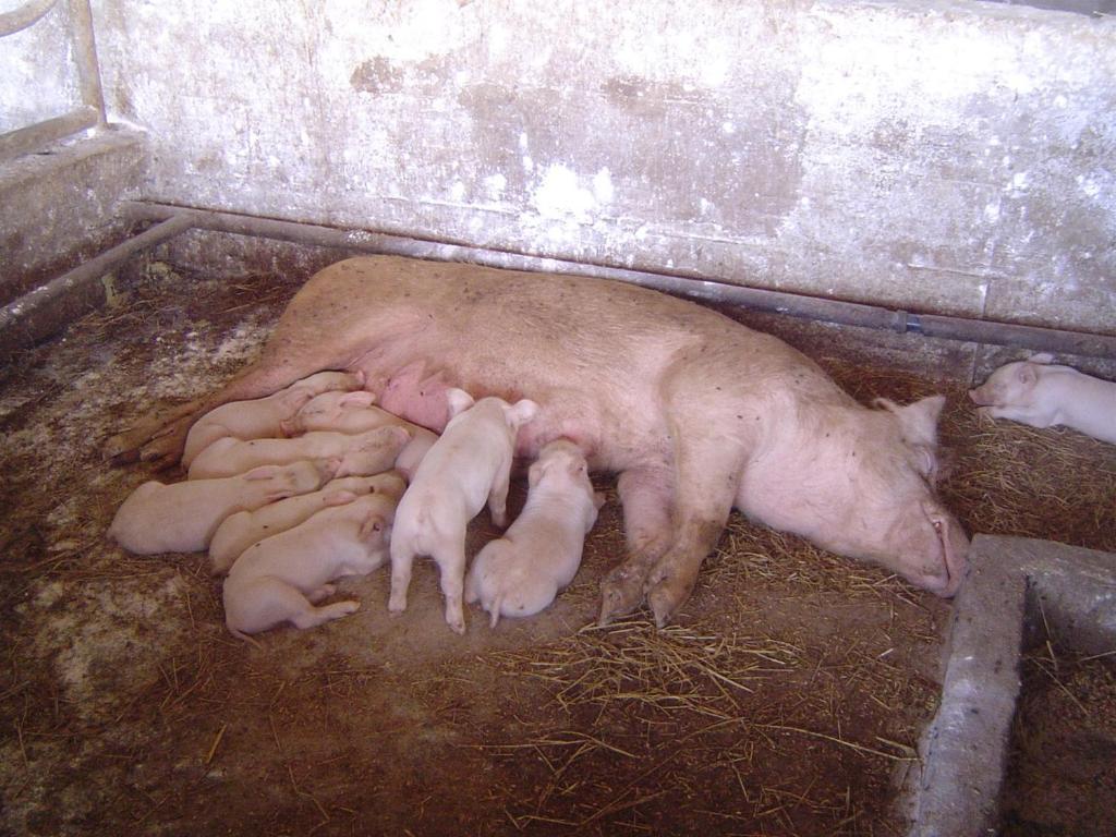 Agriturismo Agrifoglio San Giovanni Suèrgiu Eksteriør bilde