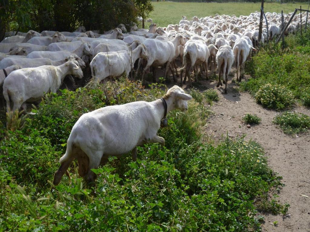 Agriturismo Agrifoglio San Giovanni Suèrgiu Eksteriør bilde