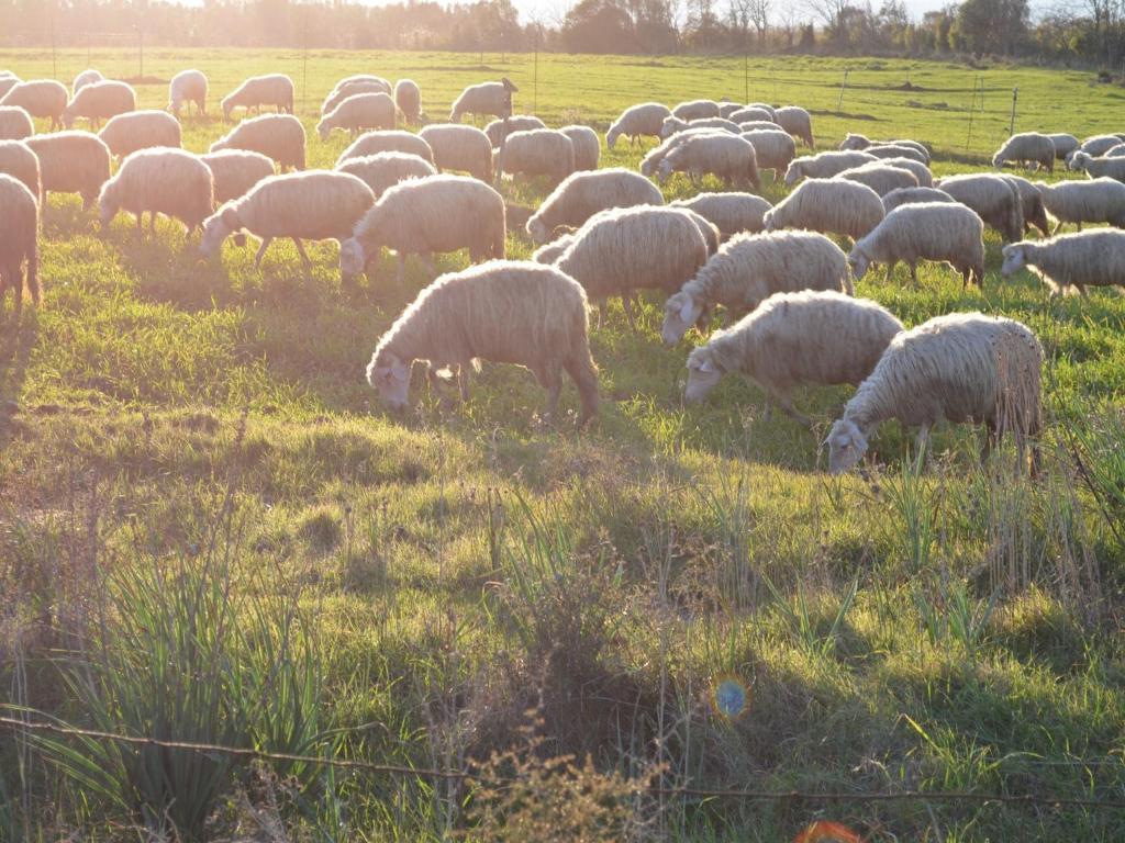 Agriturismo Agrifoglio San Giovanni Suèrgiu Eksteriør bilde
