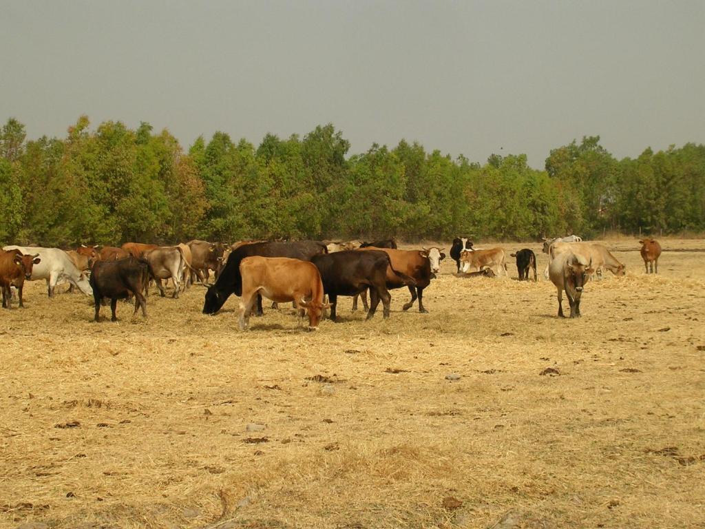 Agriturismo Agrifoglio San Giovanni Suèrgiu Eksteriør bilde
