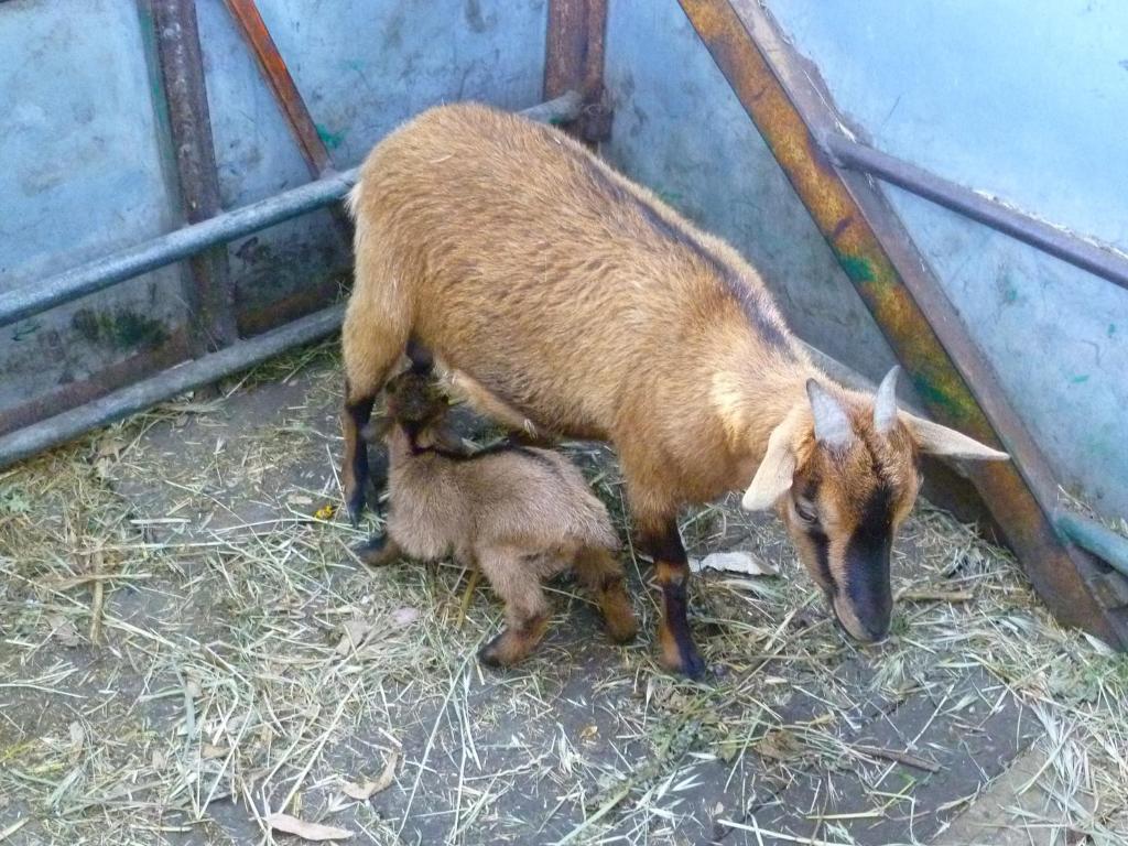 Agriturismo Agrifoglio San Giovanni Suèrgiu Eksteriør bilde