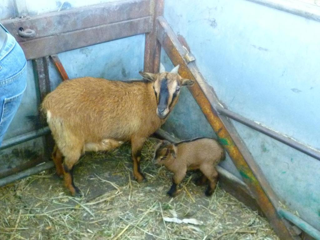 Agriturismo Agrifoglio San Giovanni Suèrgiu Eksteriør bilde